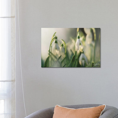 Snowdrops by Martin Podt - Wrapped Canvas Gallery-Wrapped Canvas Giclée