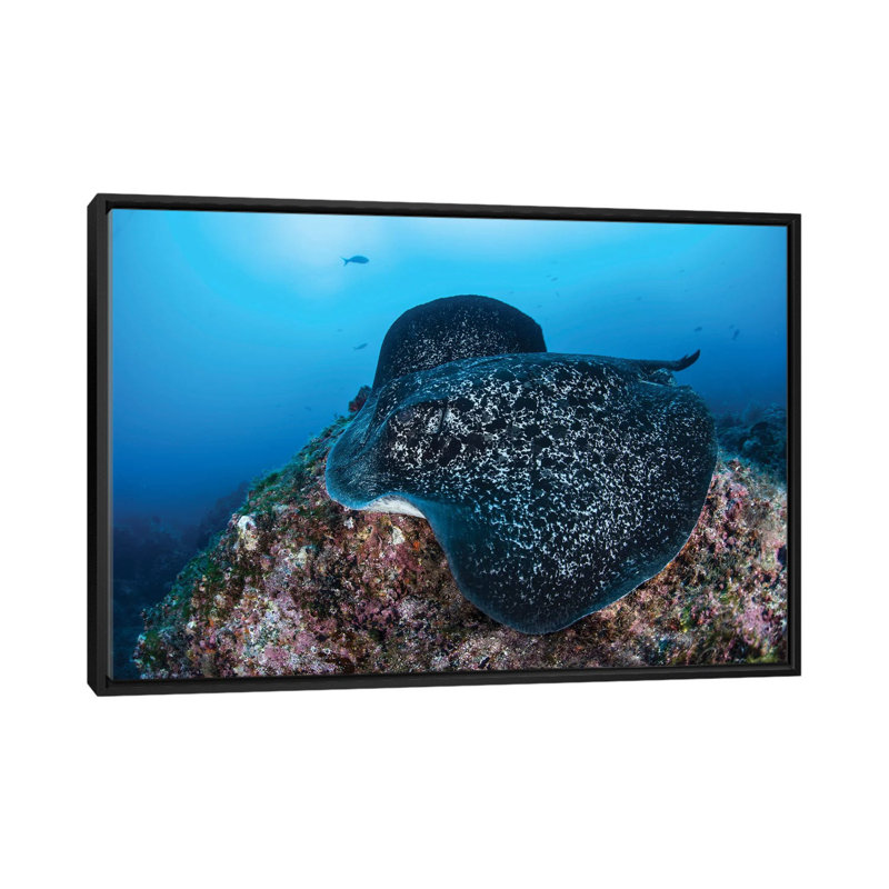 " A Large Black-Blotched Stingray Swims Over The Rocky Seafloor " by Ethan Daniels, 18" H x 26" W x 1.5" D, No Mat