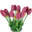 Tiges de tulipes