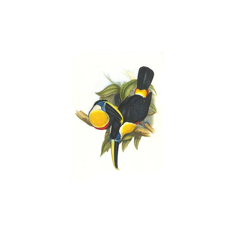 « hybrid toucan » par john gould, impression, H 36 po x l 24 po
