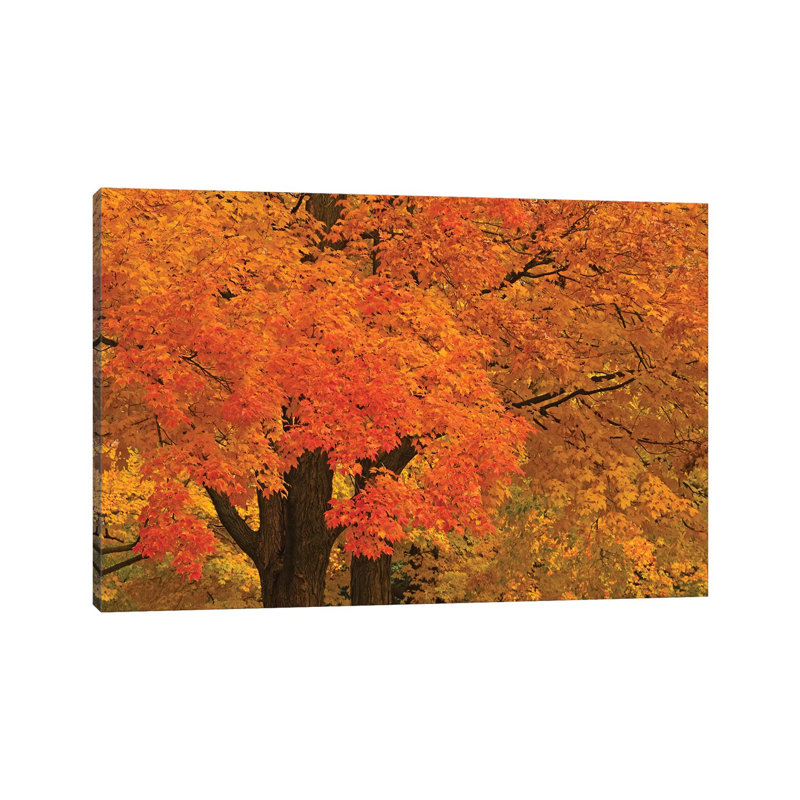 Autumn Maples by Brian Wolf - Wrapped Canvas Print, 20.32cm H x 30.48cm W x 1.91cm D