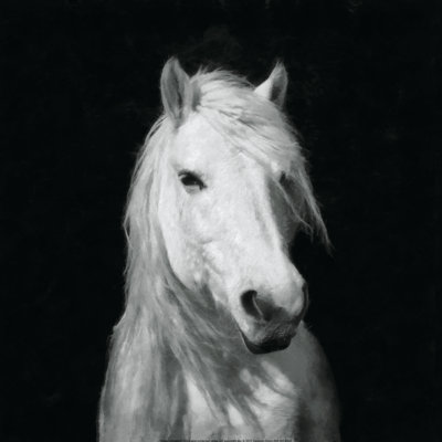 Portrait de cheval blanc - impression