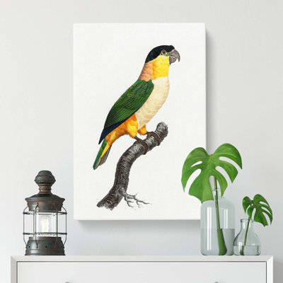 A Black-Headed Parrot by F. Levaillant - Wrapped Canvas