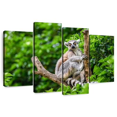 Brampt Stunned Lemur