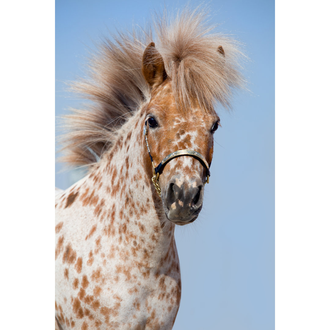 Sorrel Spotted Pony Appaloosa - Leinwandgemälde