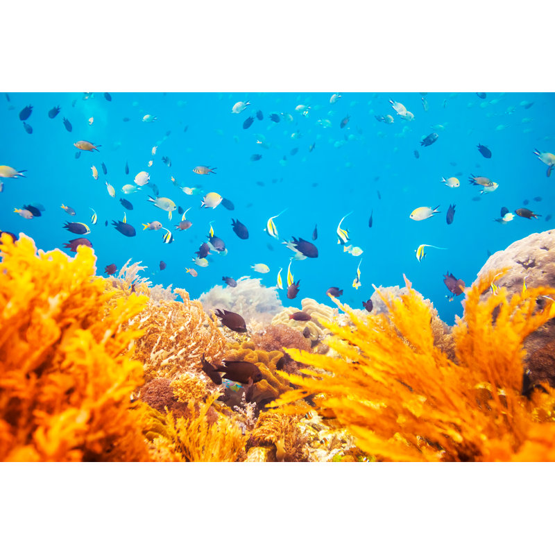Coral Reef Scene With Fish In Indonesia - Print on Canvas, 61cm H x 91cm W, Wrapped Canvas