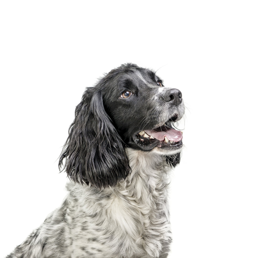 Hund von Dageldog - Drucken