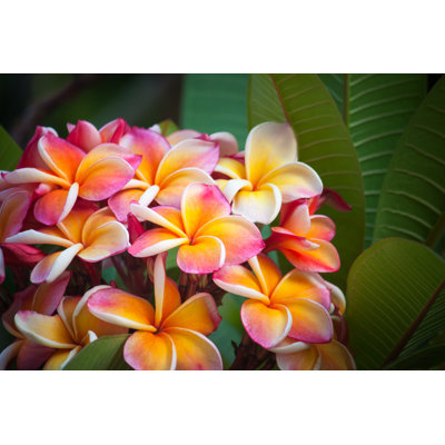 Plumeria - photographie sur toile