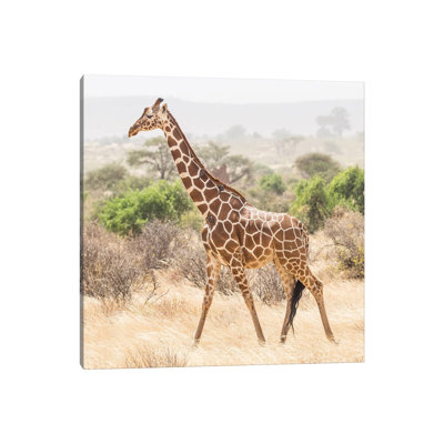 Africa, Kenya, Samburu National Reserve by Jaynes Gallery - Wrapped Canvas Print