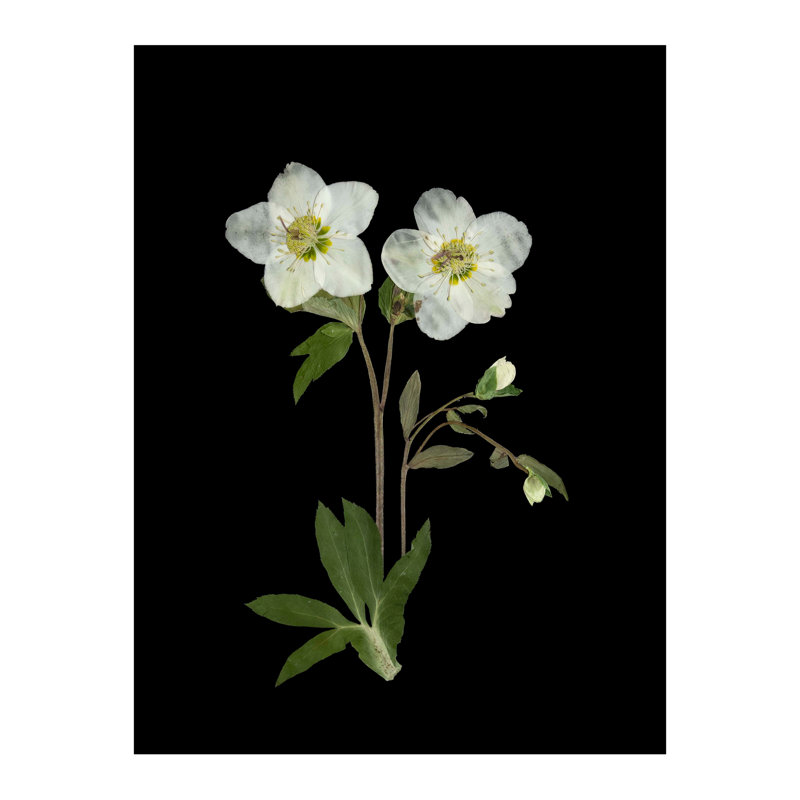Pressed Botanical Giclees On Black Set by Sandy Whitaker, 35" H x 39.75" W, Silver Bead 2