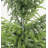 4' Artificial Real Touch Pine Tree in Black Plastic Pot, 1pc/set