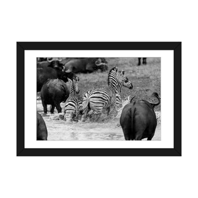 " Zebras And Wildebeests " by Anders Jorulf