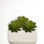 Sharpe 8" Tall Artificial Succulent