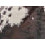 Schuykill Animal Print Area Rug-69821443