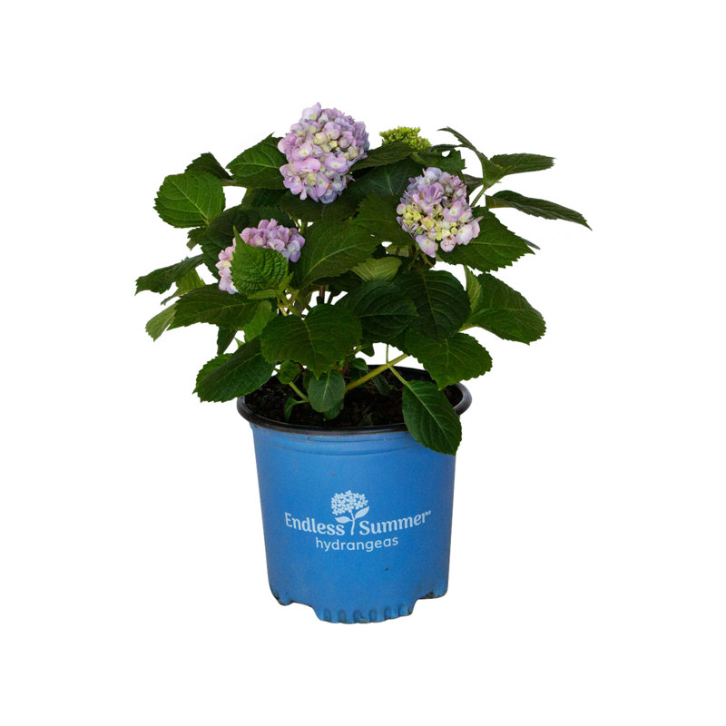 1 Gallon The Original Endless Summer Hydrangea - Reblooming Decidious Shrub with Pink or Blue Flowers