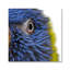 Feathery Focus Print-59372263-59401412