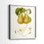 Reproduction encadrée Vintage Pears V-Premium - prête à être accrochée - aucun clou requis - aucun clou requis-36246426-36246423