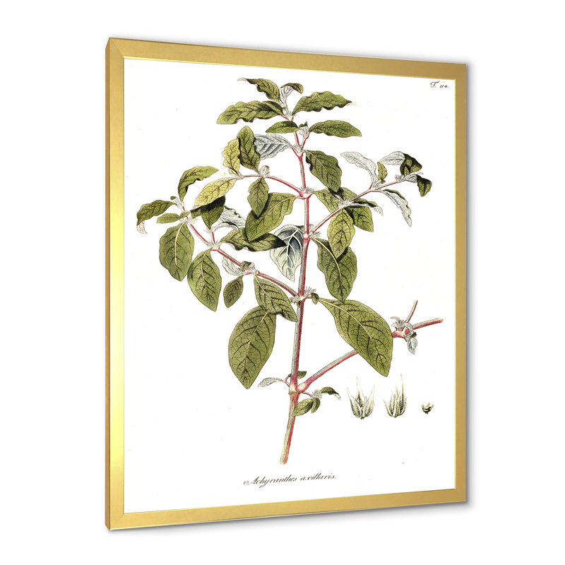 Vintage American Flora IV - peinture sur toile, H 32 po x l 24 po x P 1 po, Cadre doré