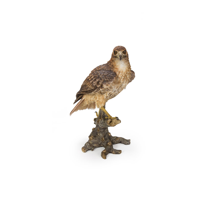 Red Tail hawk Standing on Branch