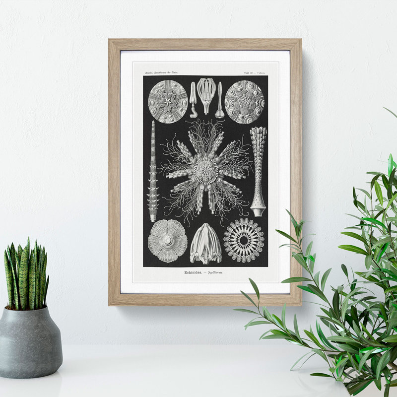 Echinoida Sea Urchin Vol.2 by Ernst Haeckel - Picture Frame Graphic Art, 36cm H x 27cm W x 2cm D, Oak Framed