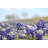 Field Of Bluebonnets by Somus - Wrapped Canvas Print-1489347275