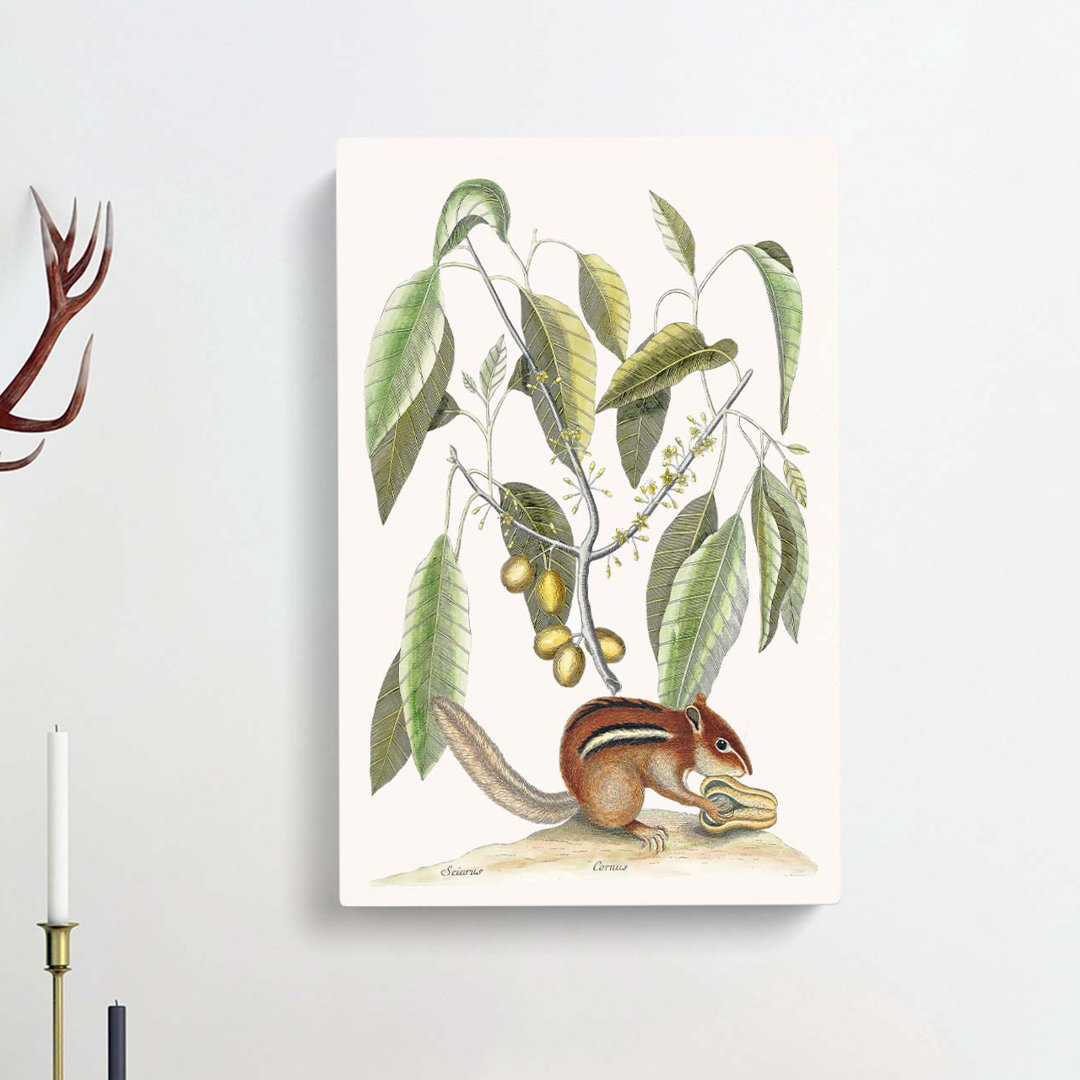 Ground Squirrel by Mark Catesby - Wrapped Canvas