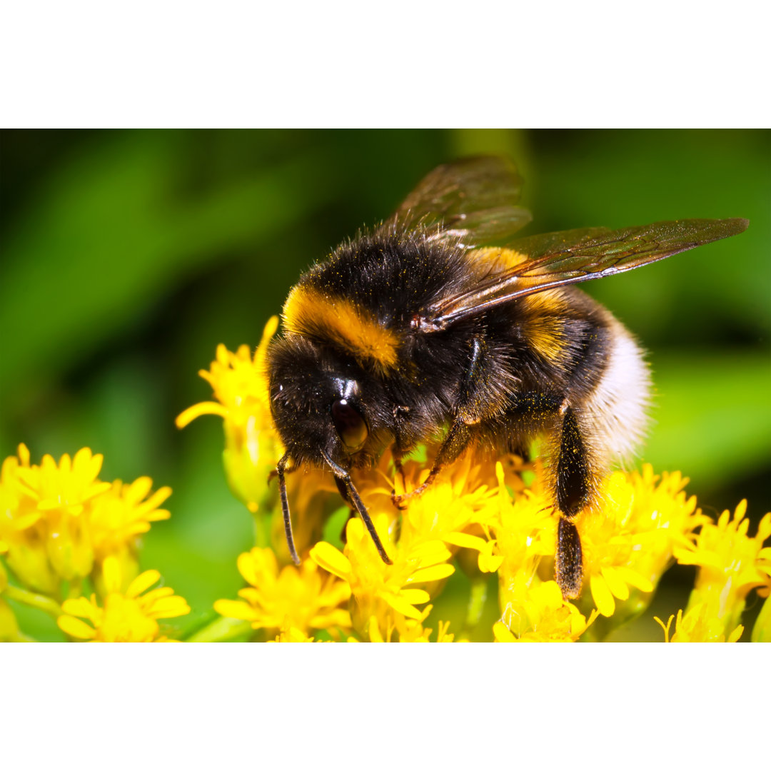 Hummel - Fotografie ohne Rahmen auf Leinwand