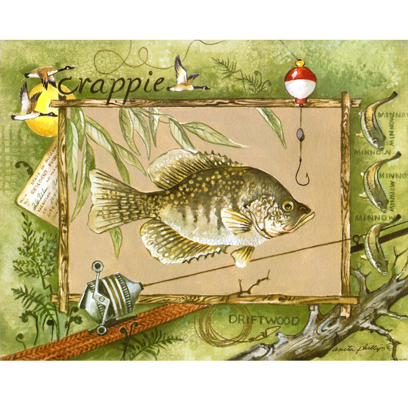 Crappie, H 14 po x l 18 po