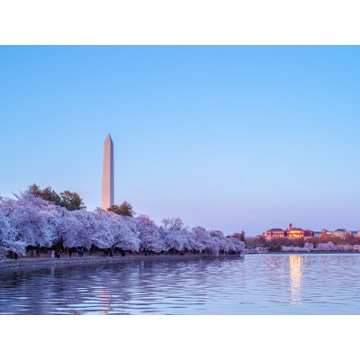 Blue Hour And Cherry Blossoms Print by Scott Wurzel
