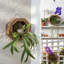 Staghorn Fern Kit de fixation Cadre de plantation suspendu Support à plante en bois pour orchidées et herbes