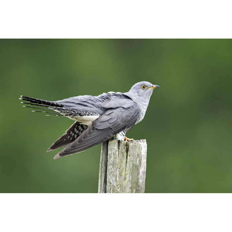 Coucou de Malonie, Cuculus Canorus - Photographie sur toile tendue, H 12 po x l 18 po