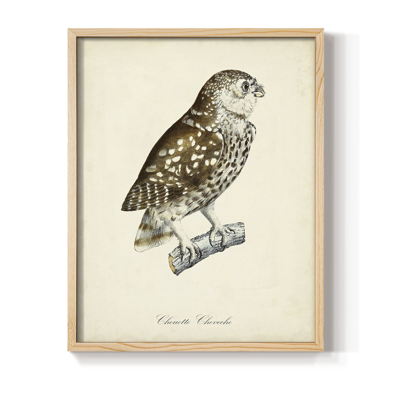 «French Owls I», reproduction encadrée - bois massif, H 30 po x l 24 po