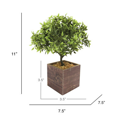 Feuille de bonsaï en pot