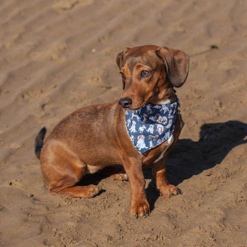 Wrendale Designs Dog Bandana - XS/S