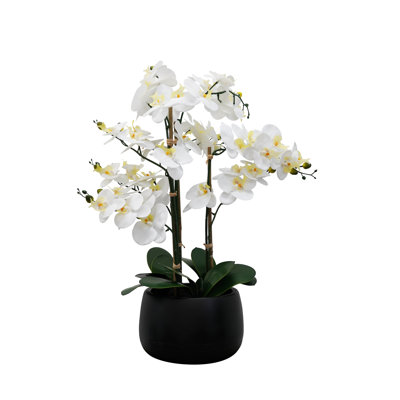 Orchid Arrangement in Vase