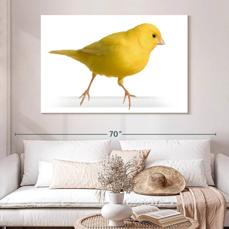 Canari perché