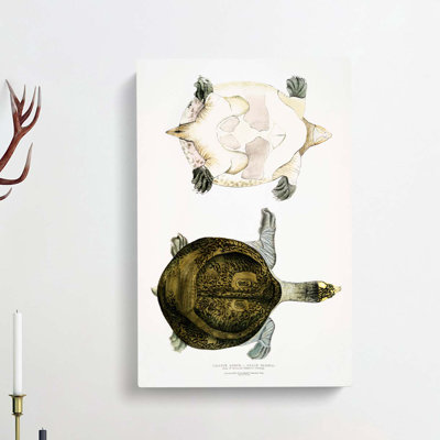 Hurum Trionyx Turtle by John Edward Gray - Wrapped Canvas Painting