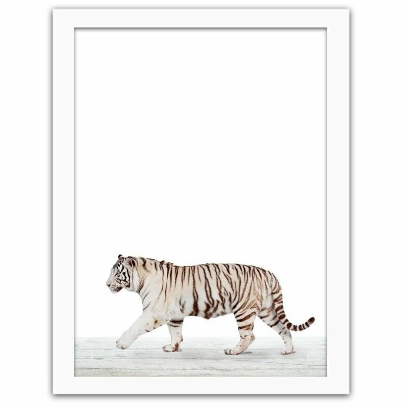 Gerahmter Fotodruck White Tiger