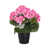 Rose est en rupture de stock
