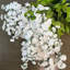 Fleurs et tiges de glycine-479851203