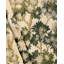 Sherwood Emb-552558579