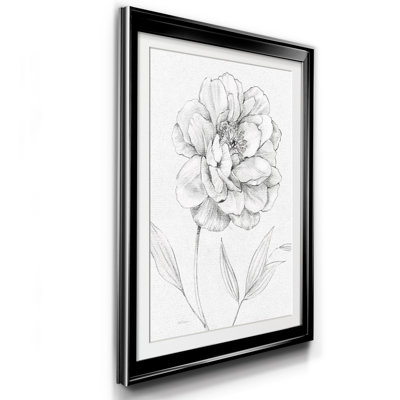 " Peony Sketch "