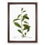 Grey Willow Tree Branch by Pierre-Joseph Redoute - Picture Frame Painting Print-55609054-55609059
