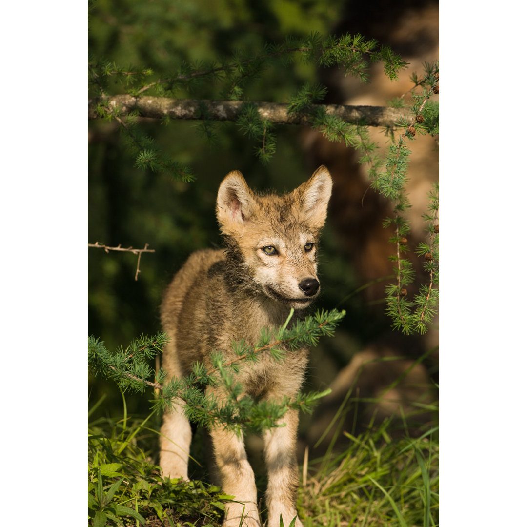 Grauer Wolf von Jimkruger - Kunstdrucke auf Leinwand ohne Rahmen