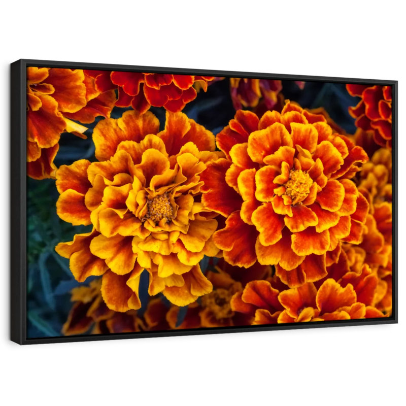 Floral And Botanical " Marigold Flowers Wall Art ", 9" H x 13" W