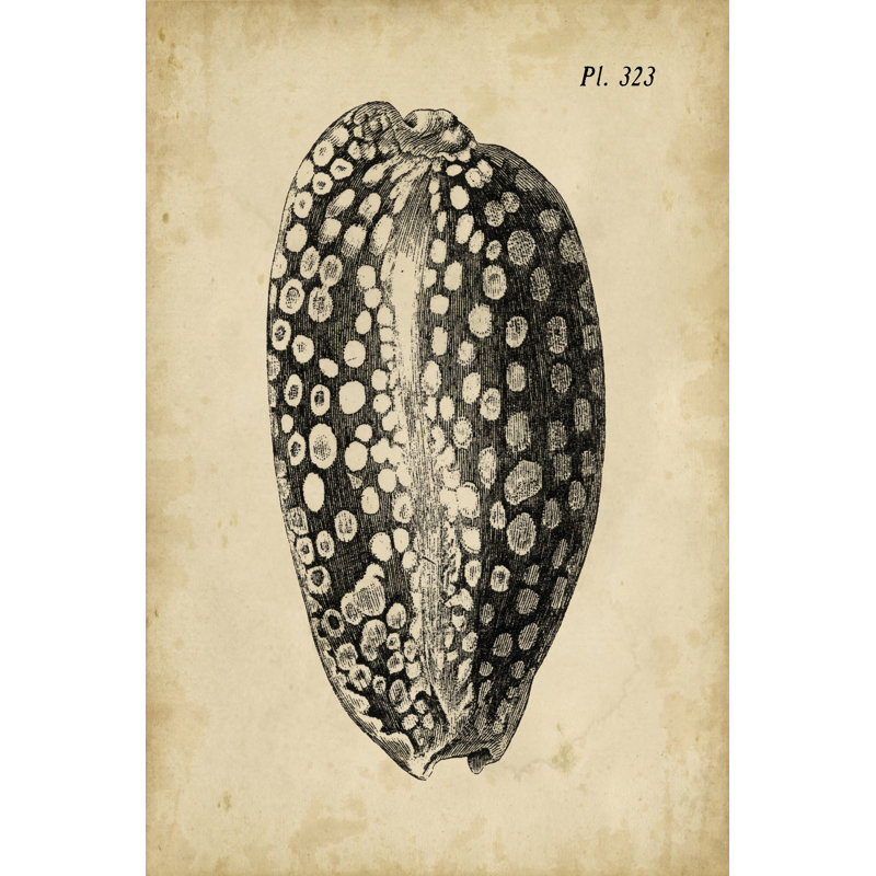 Vintage Diderot Shell II by Vision Studio - Wrapped Canvas Art Prints, 30cm H x 20cm W x 3.8cm D