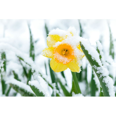 Snow in Spring Garden - Photographie sur toile tendue