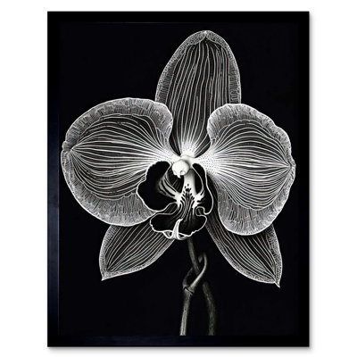 Maitte Orchid Flower Bloom Black And White Blind Contour - Single Picture Frame Print