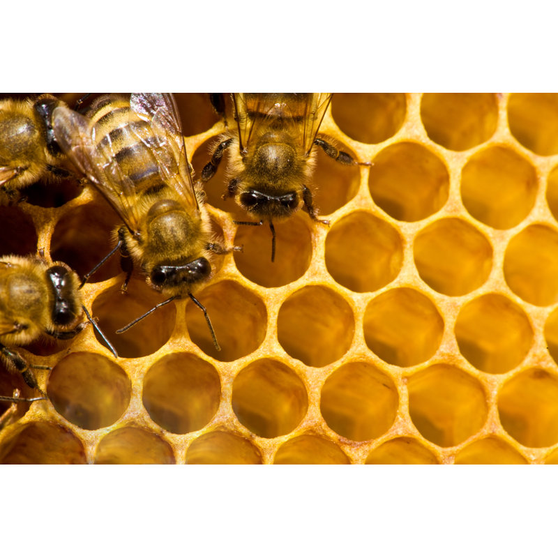Bees On Honeycells by Irochka_T - Wrapped Canvas Print, 30.48cm H x 45.72cm W