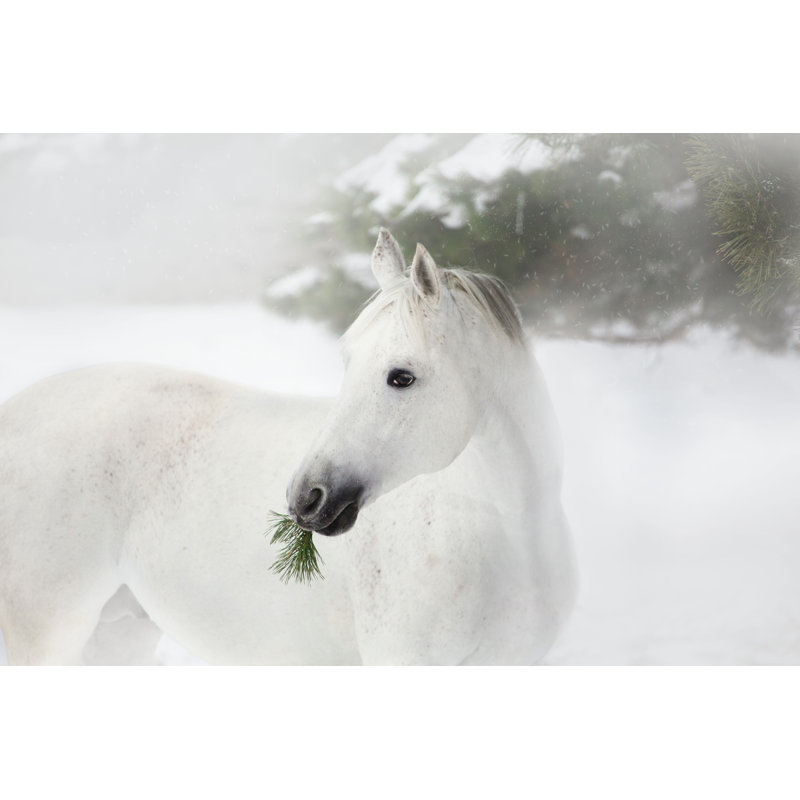 Portrait of White Horse - Photographie sur toile tendue, H 8 po x l 12 po